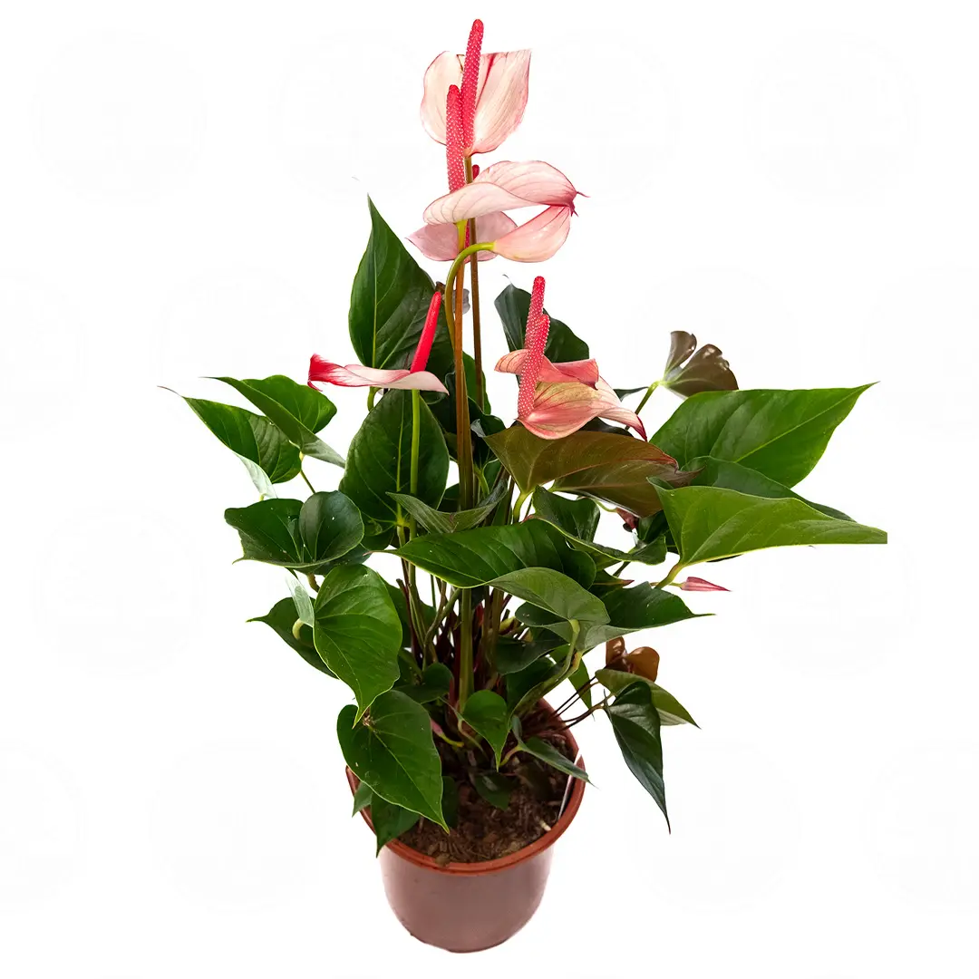 Антуриум Бэйсик лайн микс / Anthurium Basic line mix купить