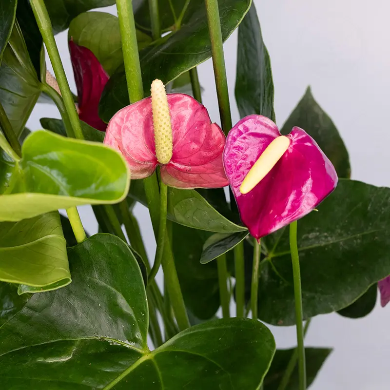 Антуриум Вайлет Харт / Anthurium Violet Heart купить