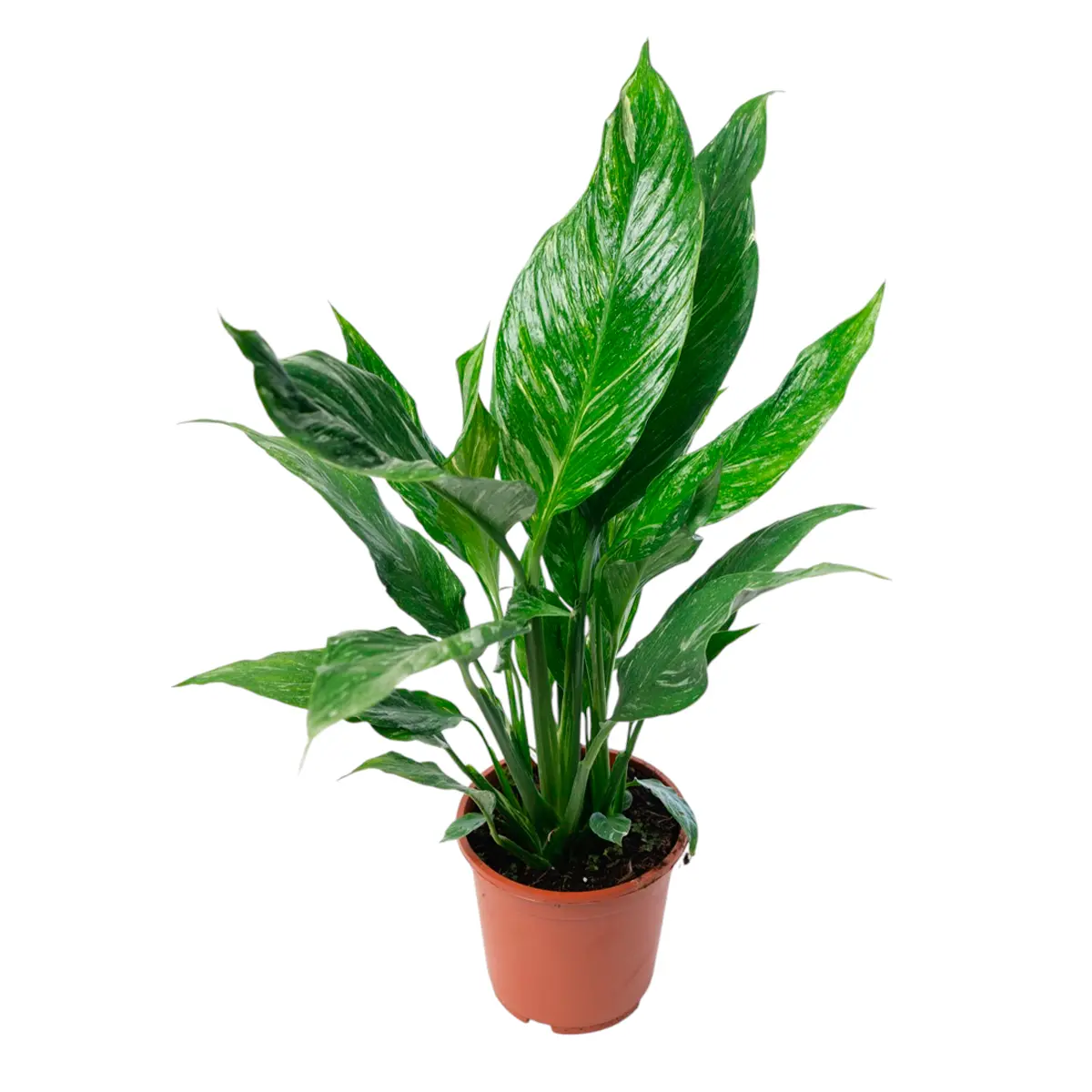 Спатифиллум Даймонд Вариегата (Вариегатный) / Spathiphyllum Diamond Variegata купить