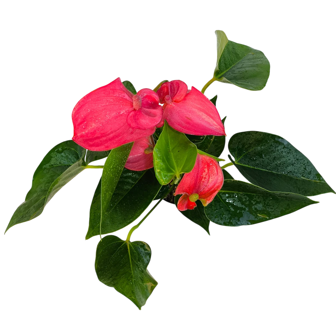 Антуриум Андрианум Пинк Чемпион / Anthurium Andreanum Pink Champion купить