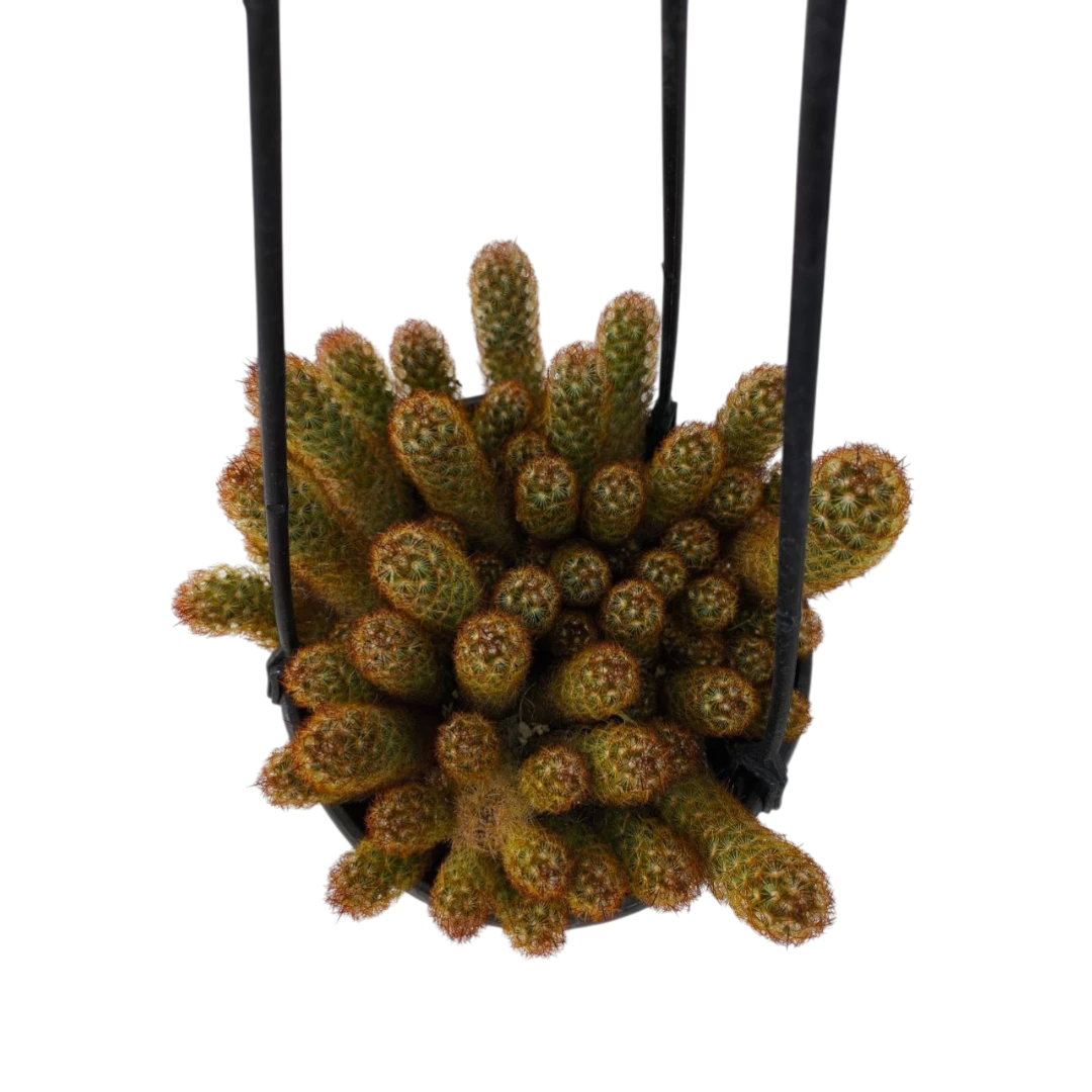 Маммиллярия удлиненная / Mammilaria elongata (подвесная) купить