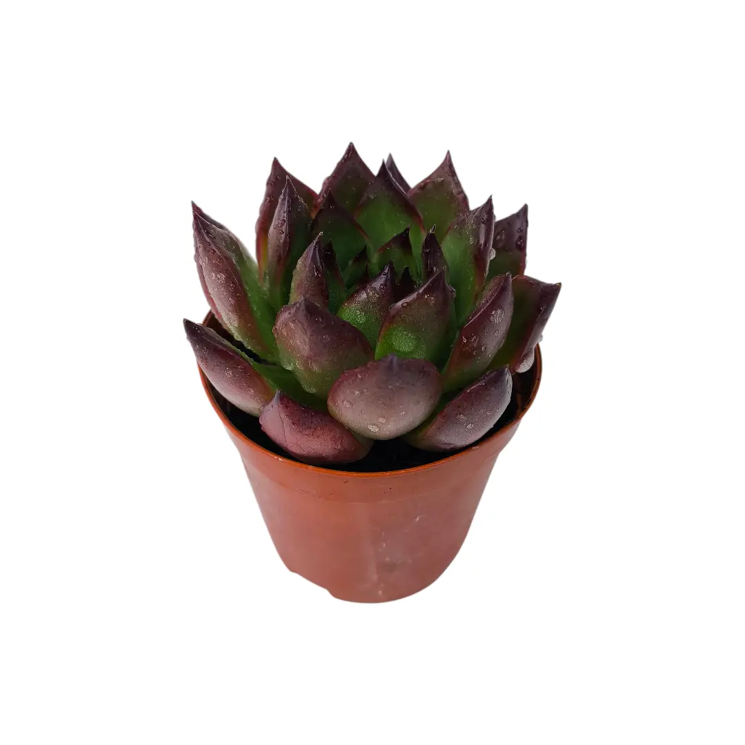 Эхеверия Агавовидная Мустанг / Echeveria agavoides Mustang купить