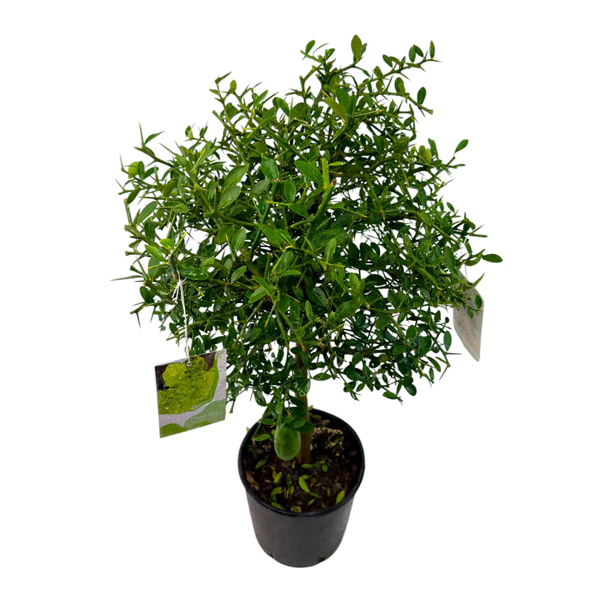 Микроцитрус Фаустрайм / Microcitrus Faustrime — цитрусовое растение, детальное фото
