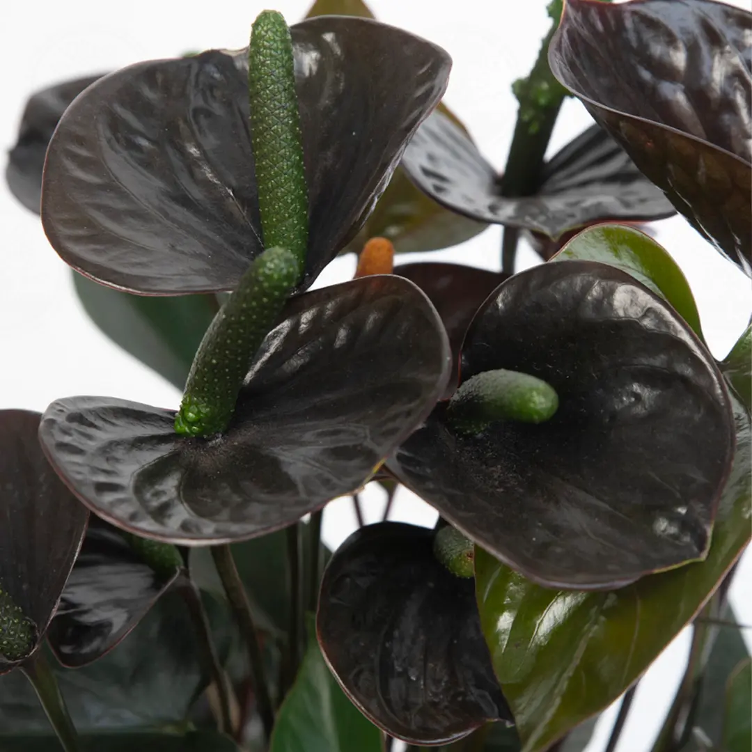 Антуриум Блэк Лав / Anthurium BLACK LOVE купить