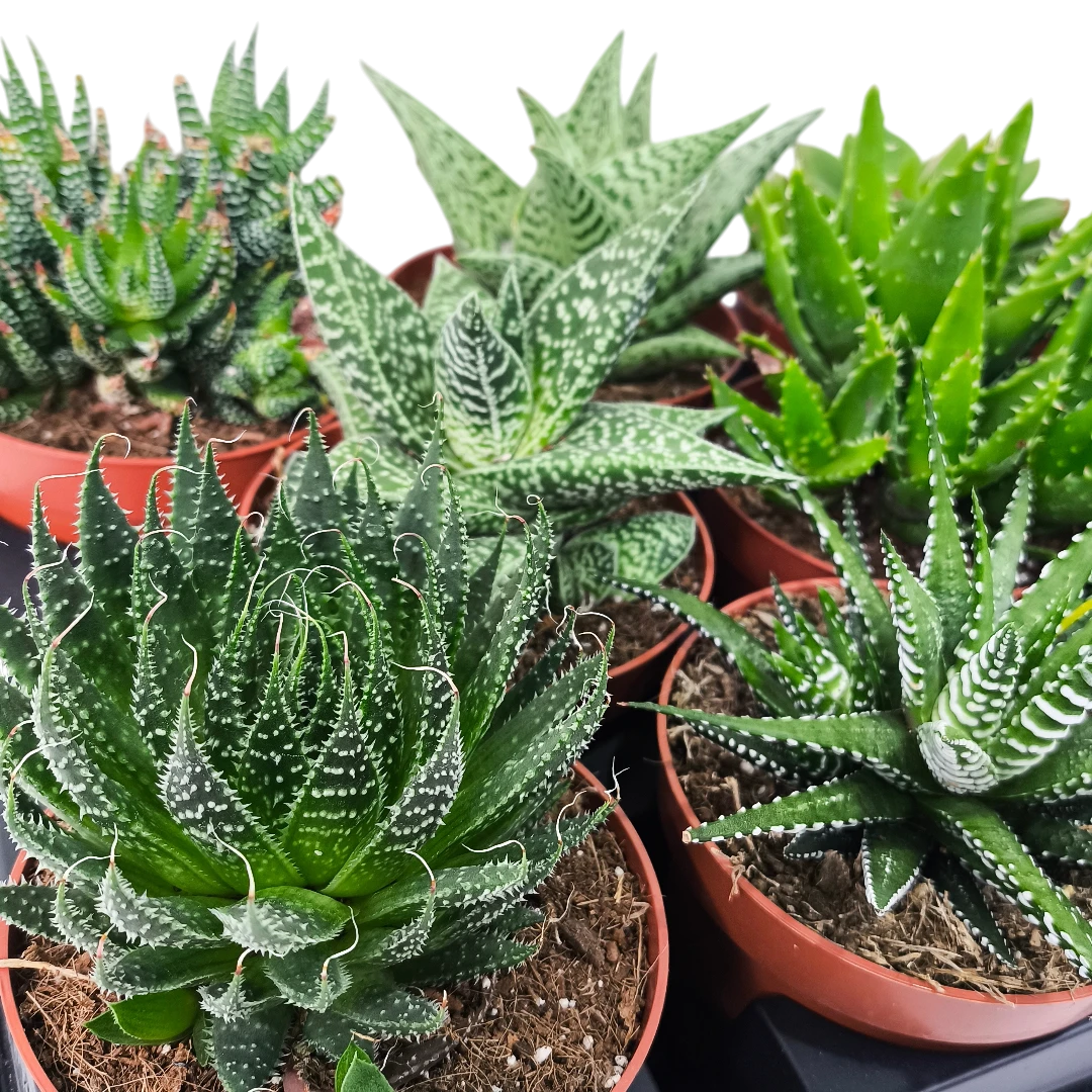 Алоэ Блэк Джем/ Aloe Black Gem купить