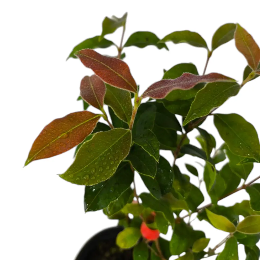 Мирциантес колючий / Myrcianthes pungens