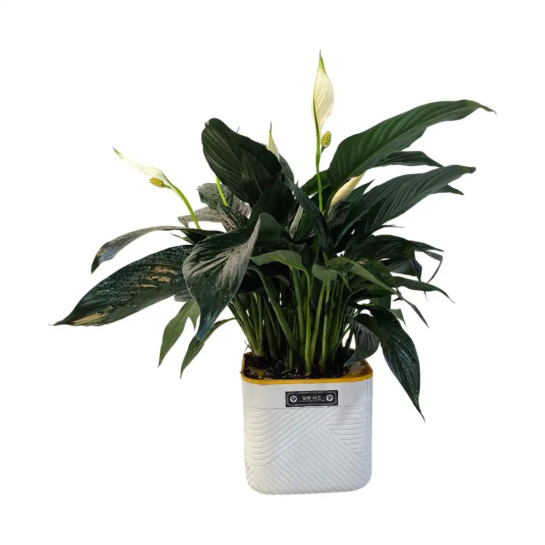 Спатифиллум Краун / Spathiphyllum Crown купить