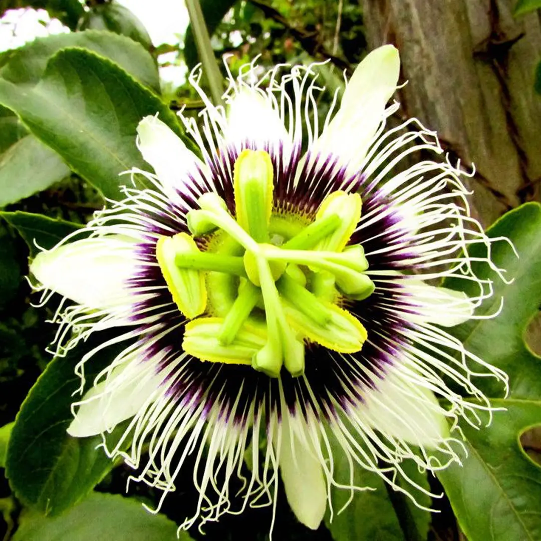 Маракуйя "Morado" (Passiflora edulis - Maracuya morado)