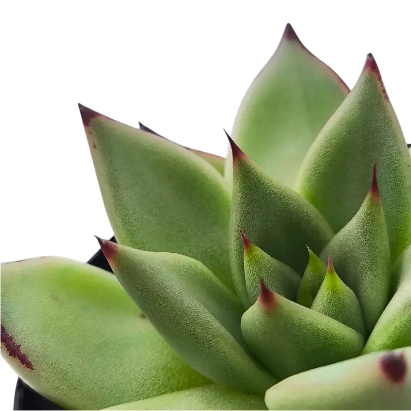 Эхеверия Блэк Кристал / Echeveria Black Crystal купить