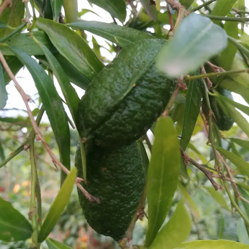 Микроцитрус Папуана / Microcitrus Papuana — цитрусовое растение, детальное фото
