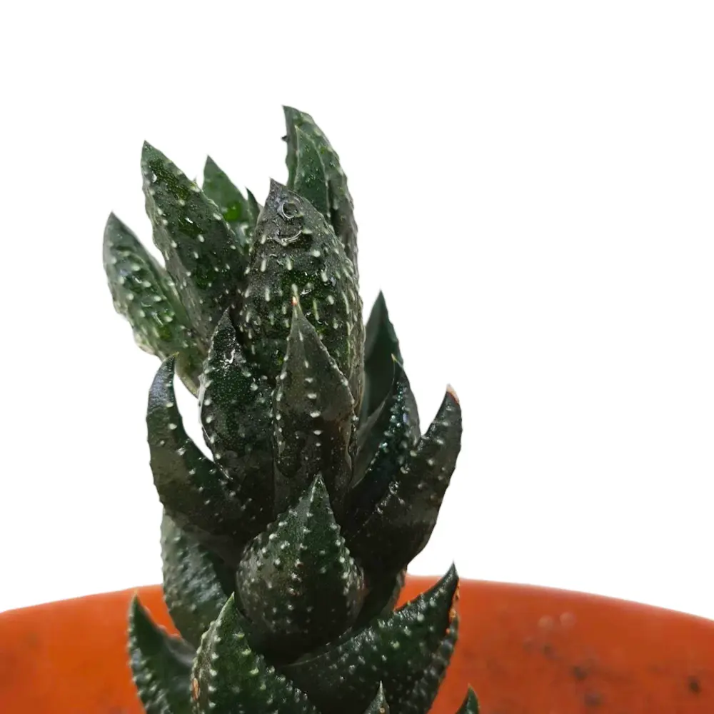Хавортия микс / Haworthia Pumila African Pearl купить