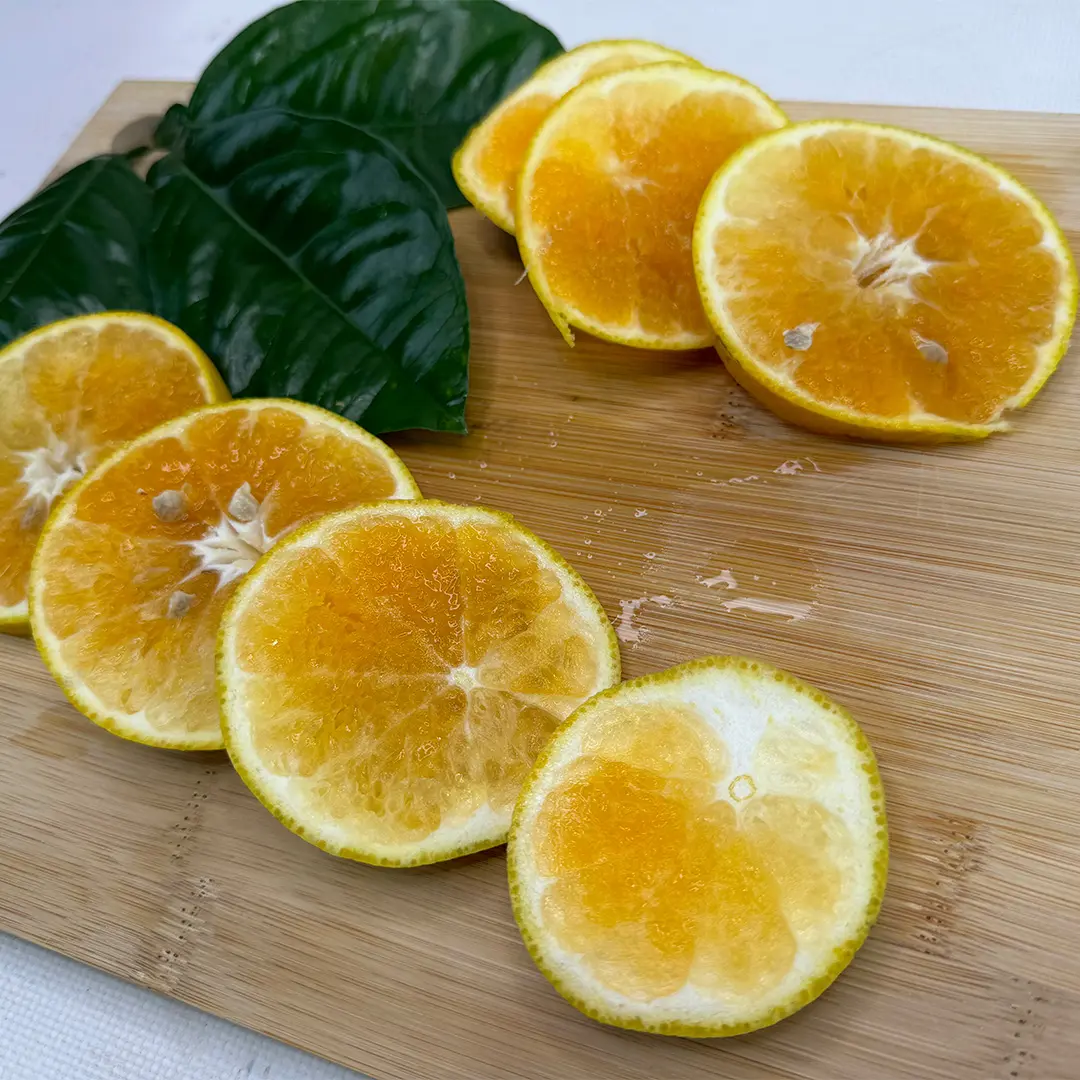 Апельсин Томпсон / Orange Tompson — цитрусовое растение, детальное фото

