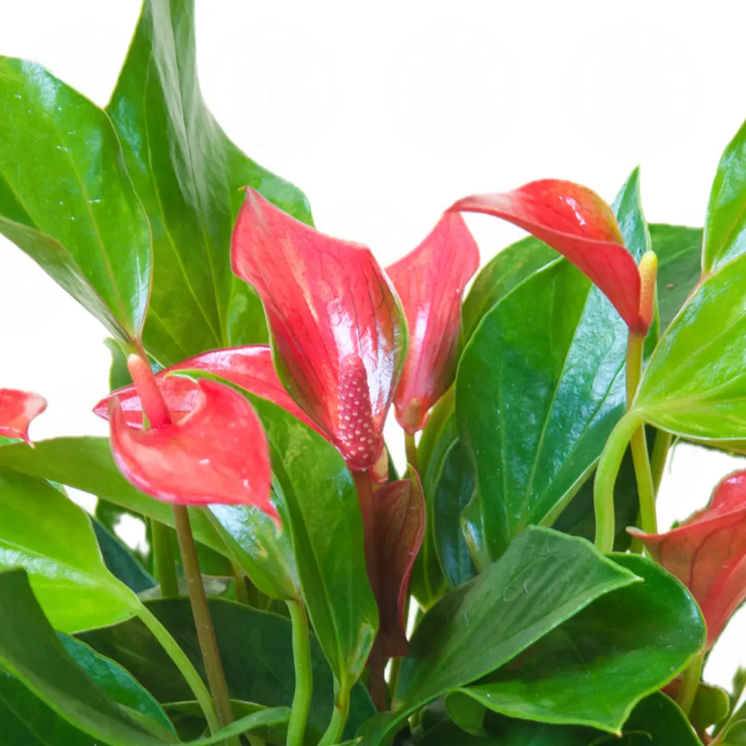 Антуриум Фламинго Шик / Anthurium Flamingo Chique купить