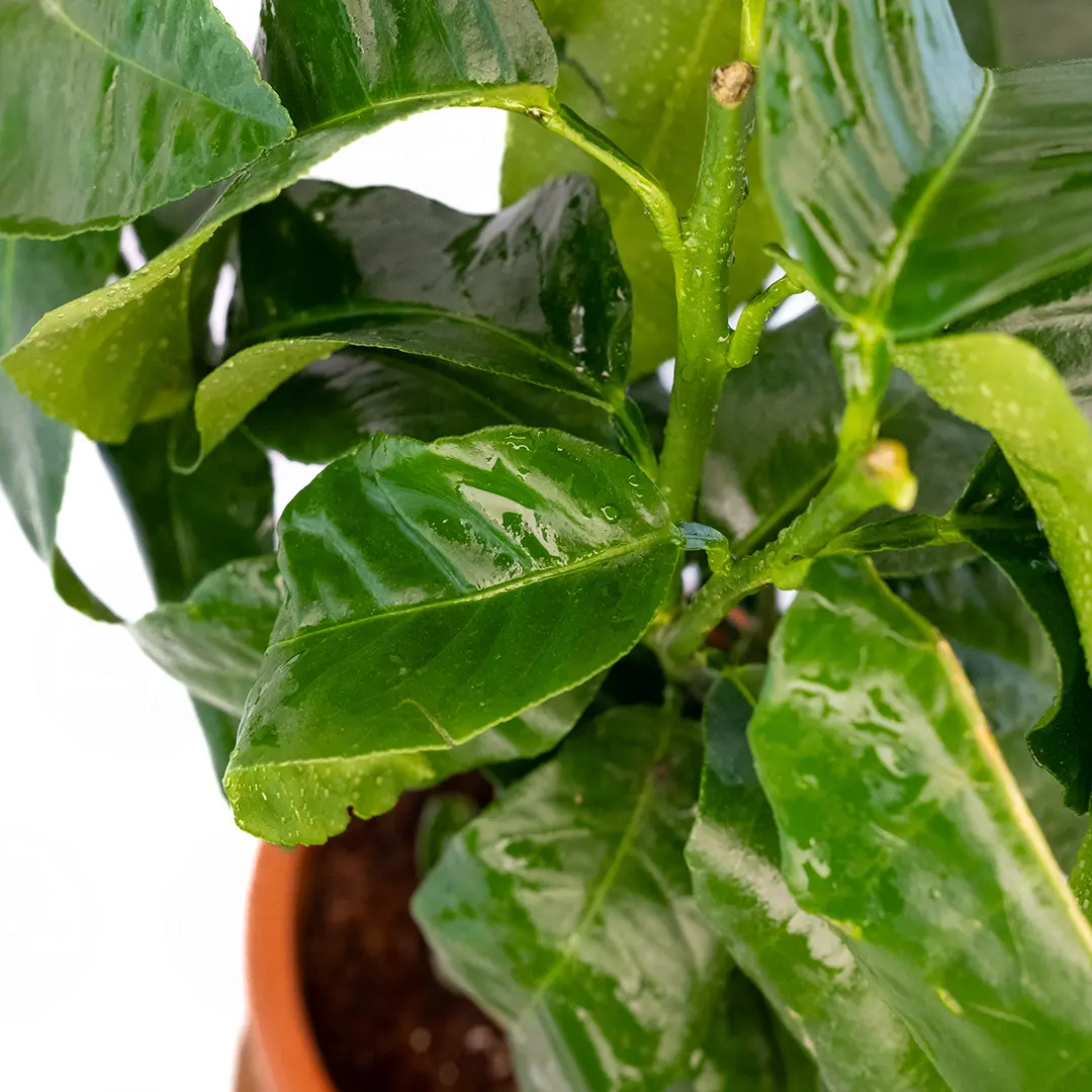 Бергамот Фемминелло / Bergamot Femminello — цитрусовое растение, детальное фото

