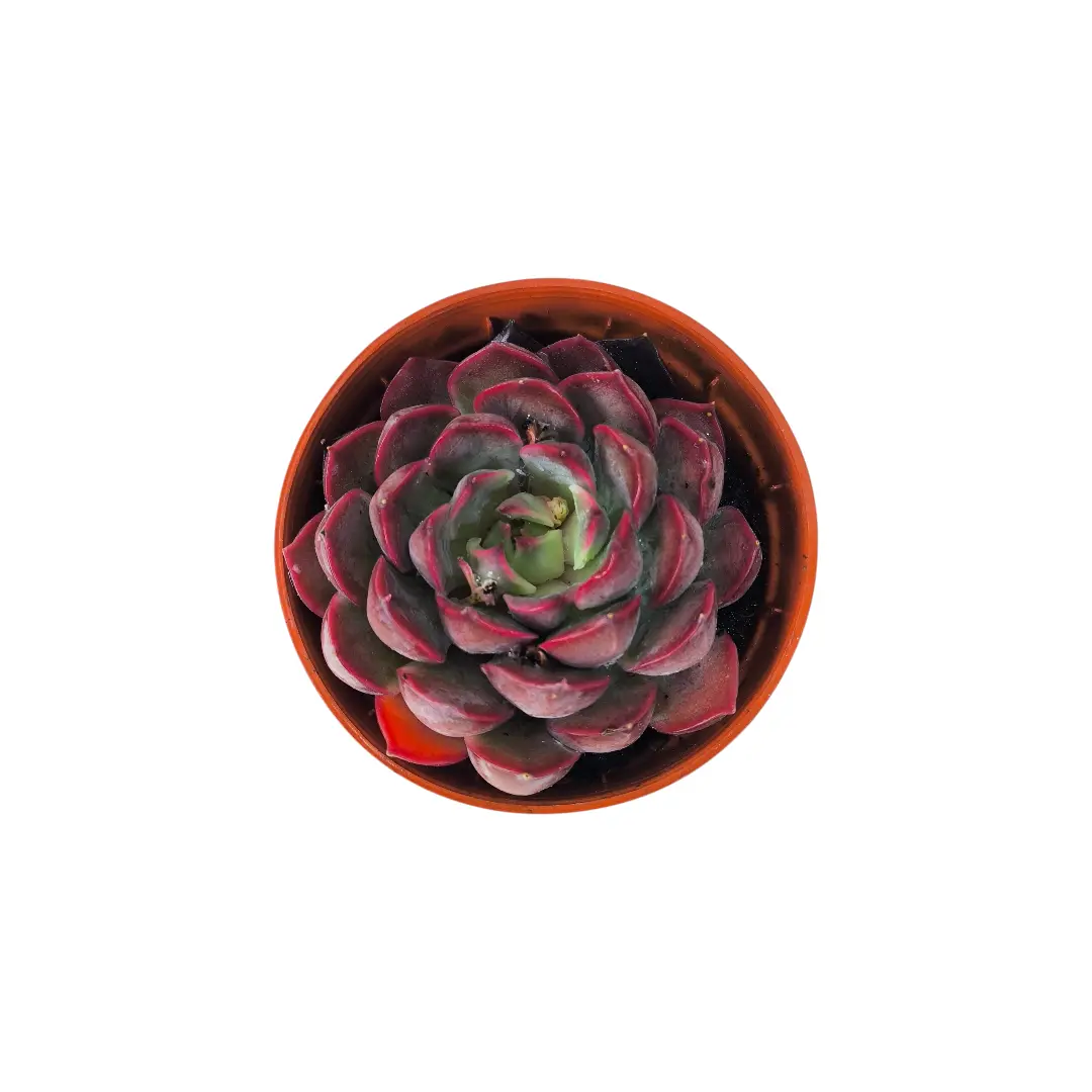 Эхеверия Саммер / Echeveria Summer купить