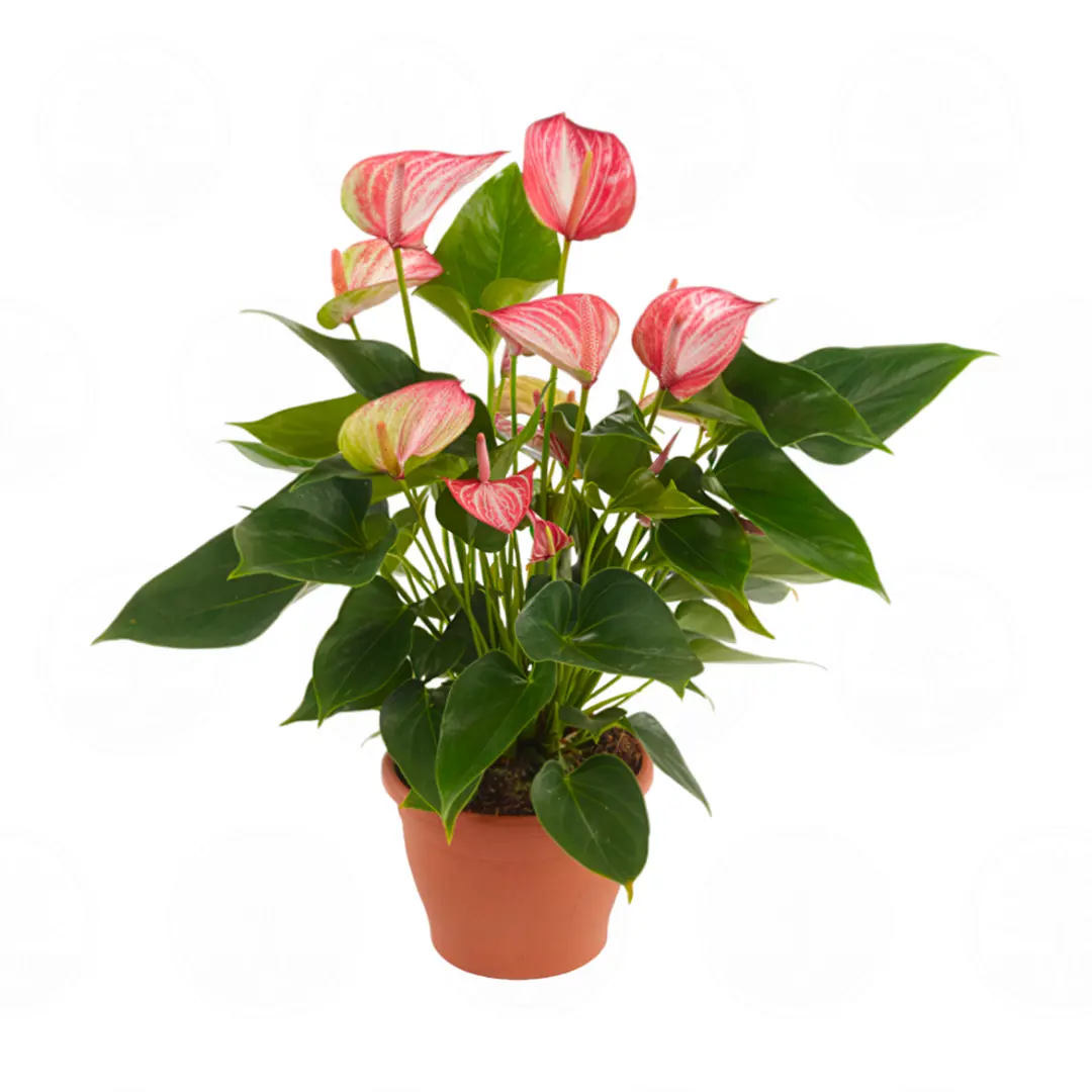 Антуриум Ливиум Ред / Anthurium LIVIUM RED купить
