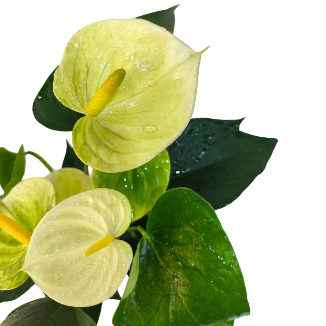 Антуриум Андрианум Ванилла / Anthurium andraeanum Vanilla купить