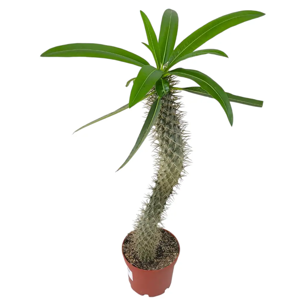 Пахиподиум / Pachypodium  Lamerei купить