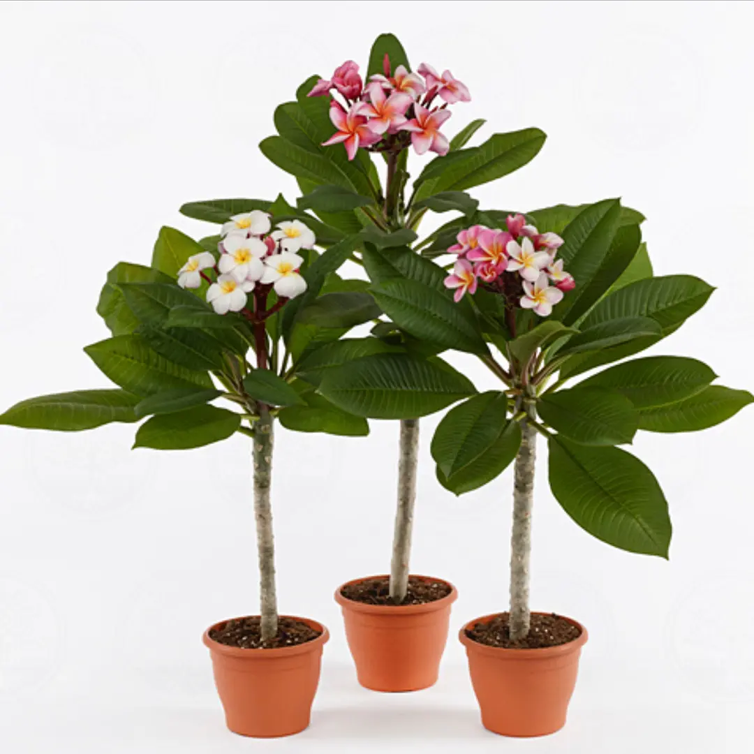 Плюмерия красная гавайская микс / Plumeria rubra Hawaiian GEM купить