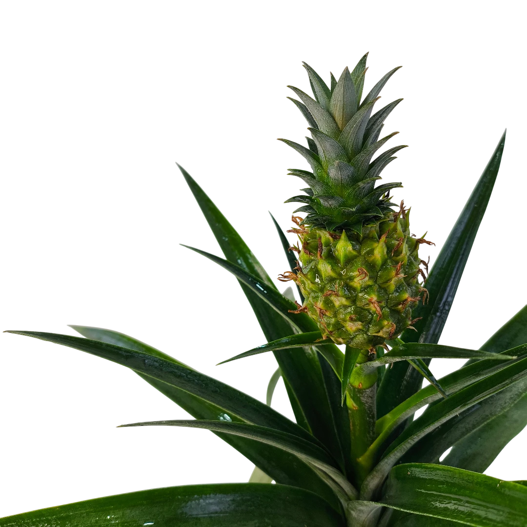Ананас Ми Амиго / Ananas Mi Amigo