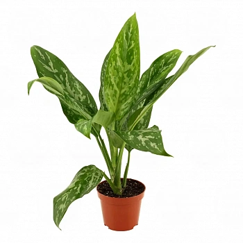 Аглаонема 'Green Lady'