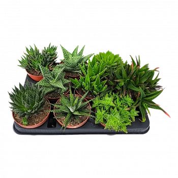 Алоэ Блэк Джем/ Aloe Black Gem