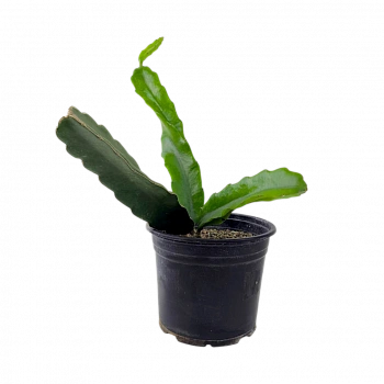 Питахайя Андатус / Pitaya Undatus (красная с белой мякотью)