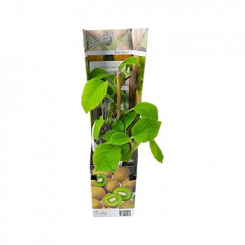 Актинидия деликатесная Дженни (самоплодная)/ Actinidia deliciosa Jenny