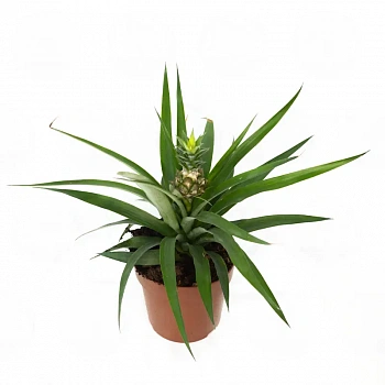 Ананас / Ananas