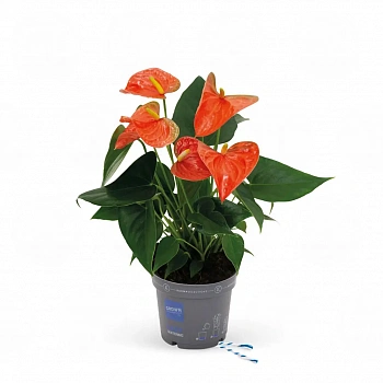 Антуриум Карма Орандж / Anthurium KARMA ORANGE