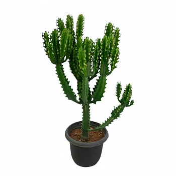 Молочай лактейный / Euphorbia lactea