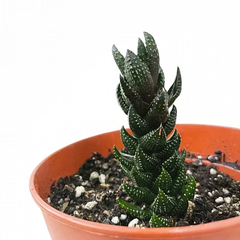 Хавортия микс / Haworthia Pumila African Pearl