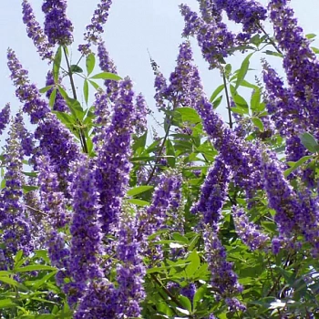 Витекс священный / Vitex agnus castus