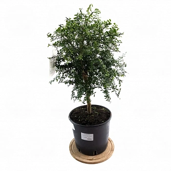 Микроцитрус Верде / Microcitrus Verde — цитрусовое растение, фото
