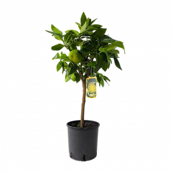 Бергамот Фантастико / Bergamot Fantastico — цитрусовое растение, фото
