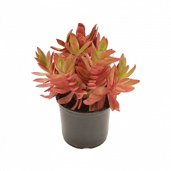 Крассула Capitella Campfire (red)
