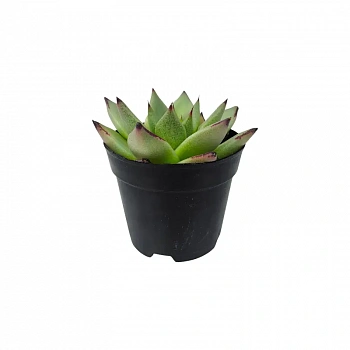 Эхеверия Блэк Кристал / Echeveria Black Crystal