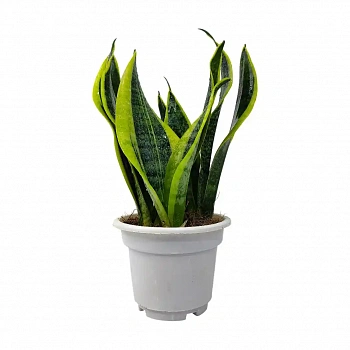 Сансевиерия Футура Суперба / Sansevieria Futura Superba