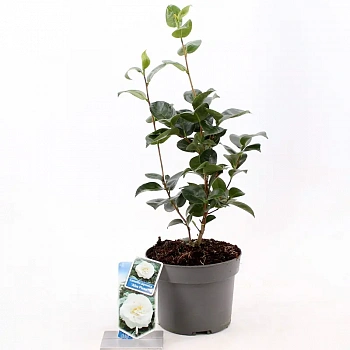 Камелия альба Плена / Camellia Japonica Alba Plena