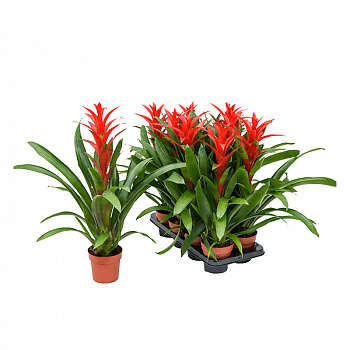 Гузмания Аморетто / Guzmania Amoretto