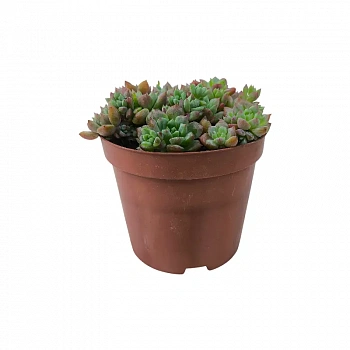 Эхеверия Фрости / Echeveria pulvinata Frosty