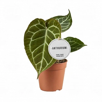 Антуриум Хрустальный (Кларинервиум)/ Anthurium clarinervium