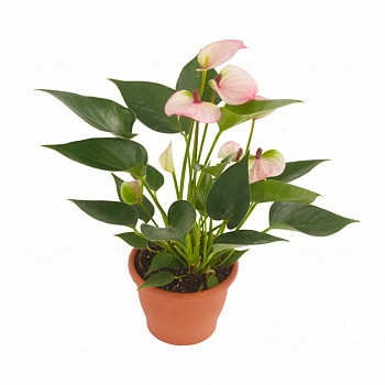 Антуриум Липа Пинк мини / Anthurium LIPA PINK MINI