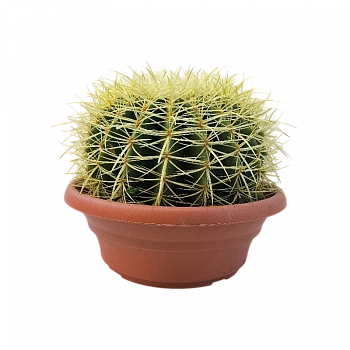 Эхинокактус Грузони / Echinocactus Grusonii