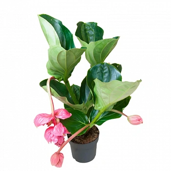 Мединилла Фламенко / Medinilla Flamenco