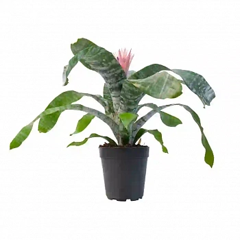 Эхмея фасциата Примера/ Aechmea fasciata Primera