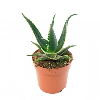 Алоэ Aculeata