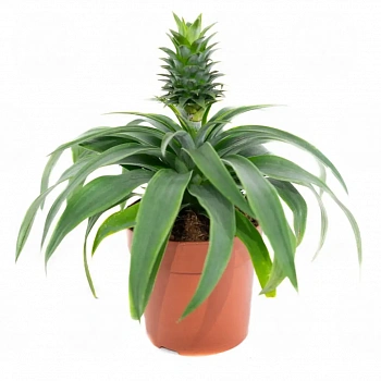 Ананас Элин Грин / Ananas Elyne Green bracteatus