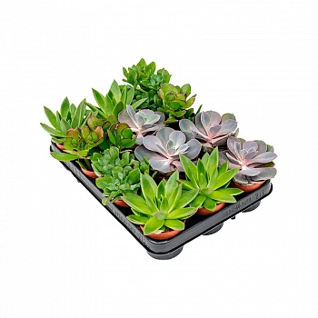 Кактус и Суккулент Микс/ Cactussucculent Mix