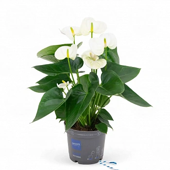 Антуриум Сиерра Вайт / Anthurium SIERRA WHITE